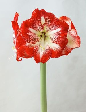 AMARYL. MEGA STAR 75 F X12.